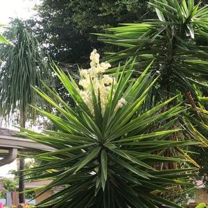 Meet your Posher, Sortoismael